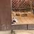 Free kittens 3 thumbnail