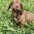 Chauweenie pups 2 thumbnail