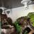 Reptile 4 level enclosure $350 2 thumbnail