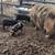 Pigs 4 thumbnail