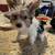 Yorkshire terrier 2 thumbnail