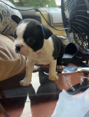 Lindos cachorros (Kendal)64141766660226120
