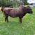 Bull Short Horn 2 thumbnail
