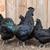 Pure Ayam Cemani's For Sale 5 thumbnail