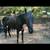 Gelding 5 thumbnail