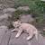 Kittens 1 thumbnail