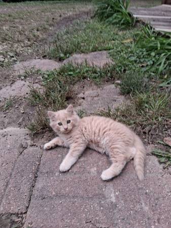 Kittens 1