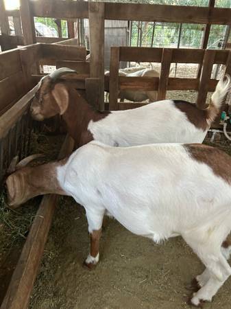 Cabras en venta (Ojai)63439055090179122