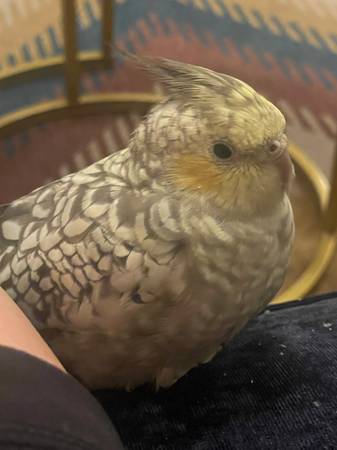 MISSING pearl cockatiel (Phoenix)63967285729666122