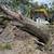 Land clearing 2 thumbnail