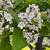 Catalpa Trees!!! 4 thumbnail