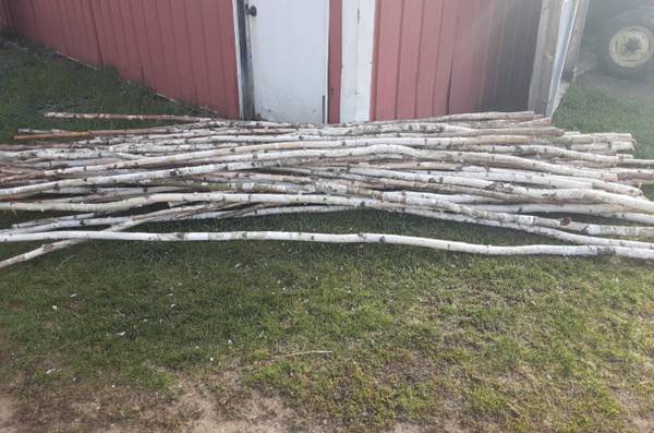 Birch Poles 1