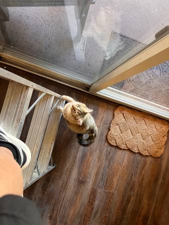 Gata hembra perdida