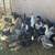 Laying hens. Ginnies turkeys peacocks 1 thumbnail