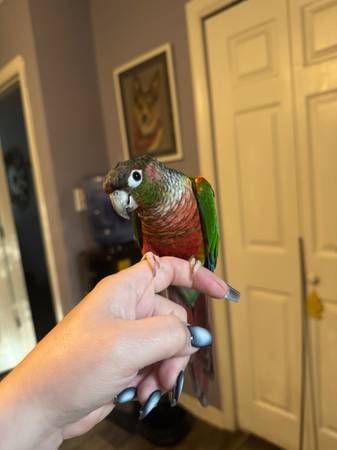 Conure de mejillas verdes63619037144449123