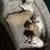 BichonPoo Puppies 9 thumbnail