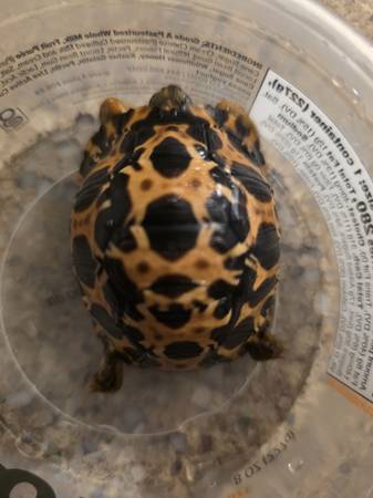 Radiated tortoise 1