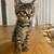Sweet Kitten Looking for a Loving Home 3 thumbnail