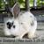 Bunnies 5 thumbnail