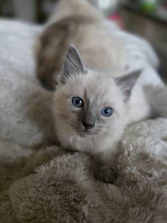 Ragdoll/Siamese Kitten 1