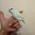 Parrotlets 1 thumbnail