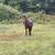 Horse 1 thumbnail