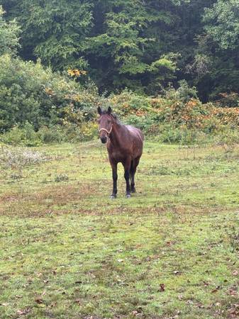 Horse 1