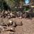 Fire wood 1 thumbnail
