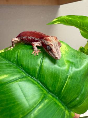 Gargoyle Gecko (Ceres)63469791910657122