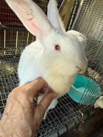Rabbits 1