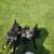 German shepherd/lab pups found close to my home 7 thumbnail
