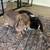 Lop Bunnies 2 thumbnail