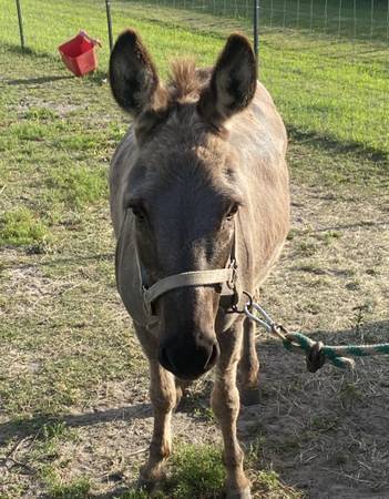 Trading Donkey 1