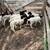 14 dorper  ewes 10 thumbnail