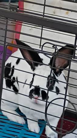 Rex rabbit plus cage 1