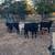 Heifer calf 4 thumbnail