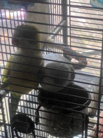 Pair of Quaker Parrots (Beulaville)63619037255683122