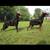 European doberman 5 thumbnail