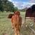 Prospect Balancer Steer 2 thumbnail