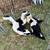 Magpie ducks 2 thumbnail