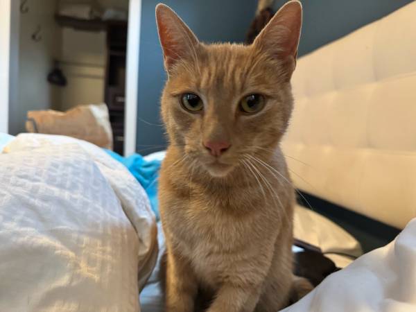 Found: All orange, male cat wearing collar (Portland)63958423237635120