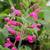 Last One! Edible Hot Pink Pineapple-scented Salvia 🌺 Dorisiana 7 thumbnail