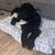 Labradoodle puppies 4 thumbnail