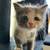 Kittens for Adoption 4 thumbnail