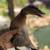 Call ducks 3 thumbnail
