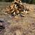pine and oat and walnut firewood for sale 3 thumbnail
