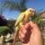 Conures Birds 7 thumbnail