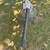 Leaf blower 2 thumbnail
