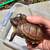 box turtle 7 thumbnail
