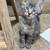 Fun cute kittens!!! 2 thumbnail